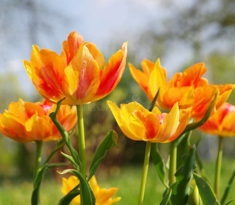 Tulip red yellow