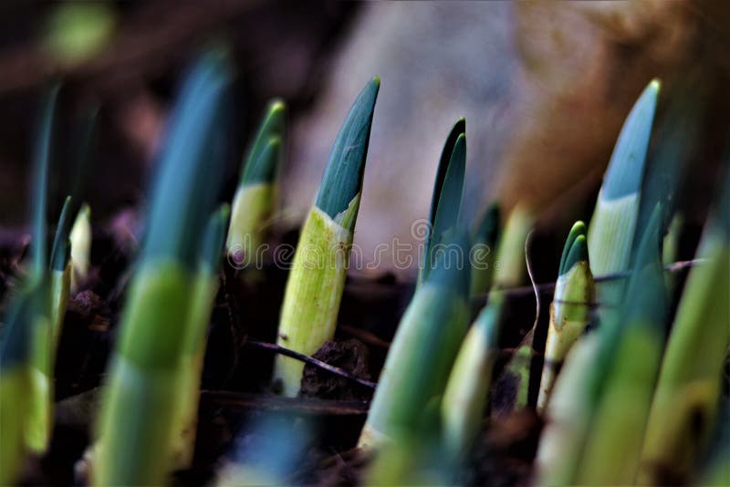 Tulip Sprouting Out of the Ground Stock Photo Image of wildflower