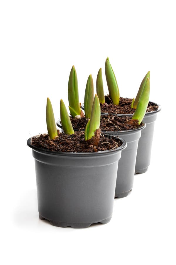 Tulip sprouts in black plant pots isolated on white royalty free stock image Tulip sprouts in black plant pots isolated on white royalty free stock image