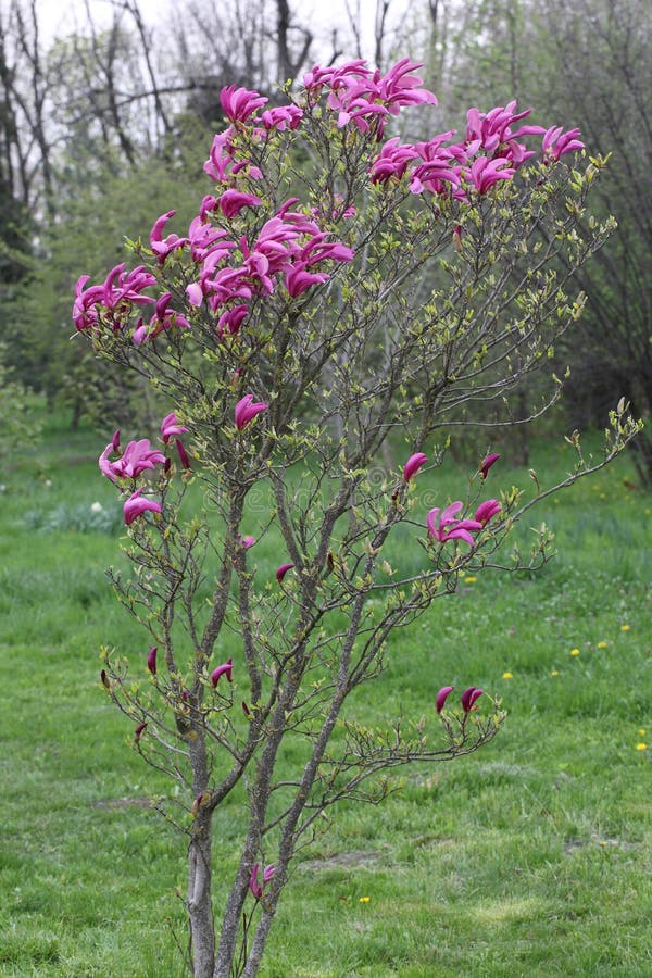Tulip Tree in Bloom. Blooming Magnolia Stock Photo Image of bright