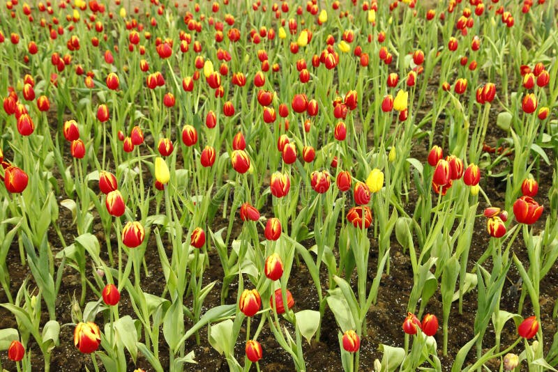 The tulip stock photo. Image of nature, field, petal 122094802
