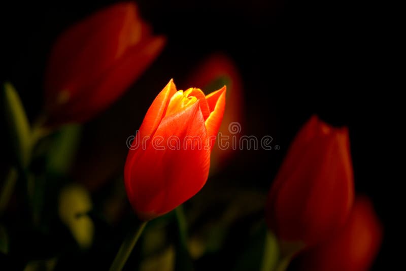 Tulip Under The Spotlight stock photography