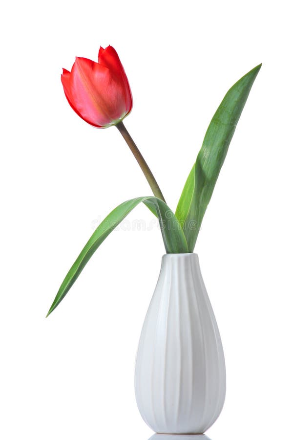 Tulip in a vase stock photo. Image of horticulture, blossoming 5009422