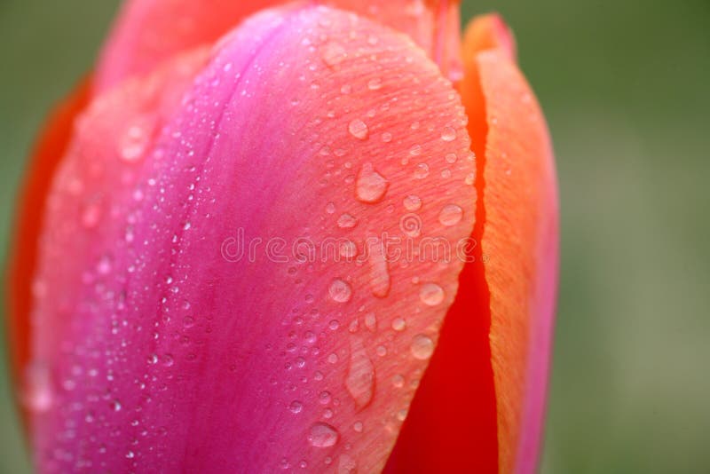 Tulip with water drops