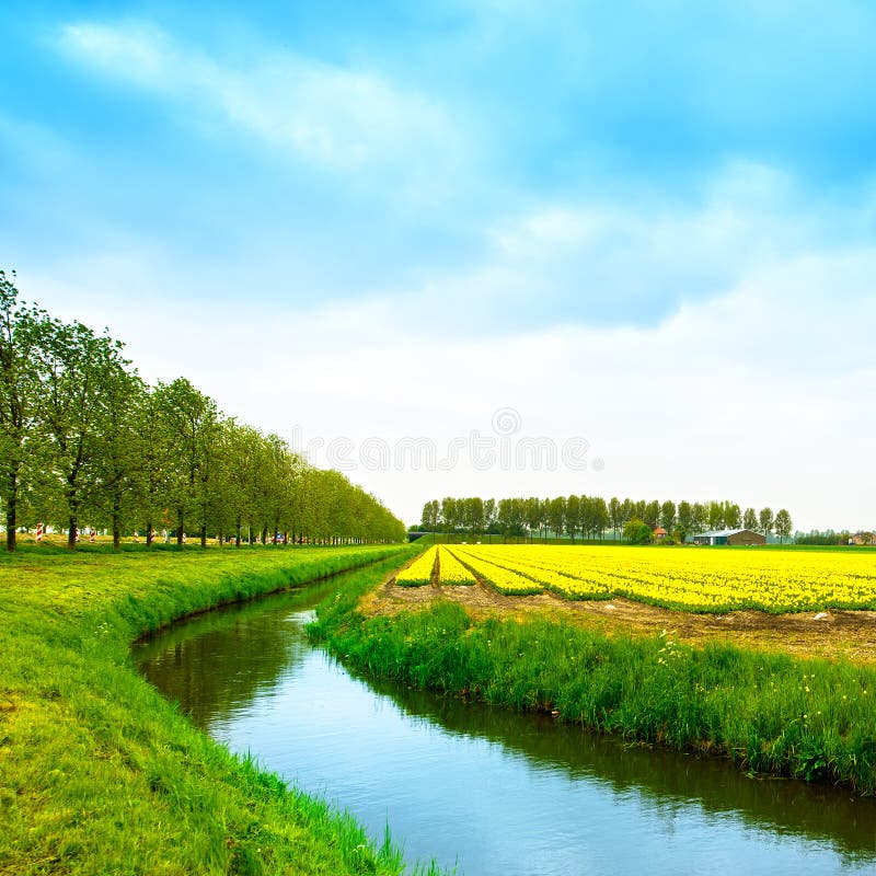 Tulip yellow blosssom flowers field in spring, canal and trees. royalty free stock photos Tulip yellow blosssom flowers field in spring, canal and trees. royalty free stock photos