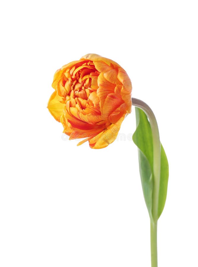 Tulipa bonita sobre fundo branco fotos de stock royalty free