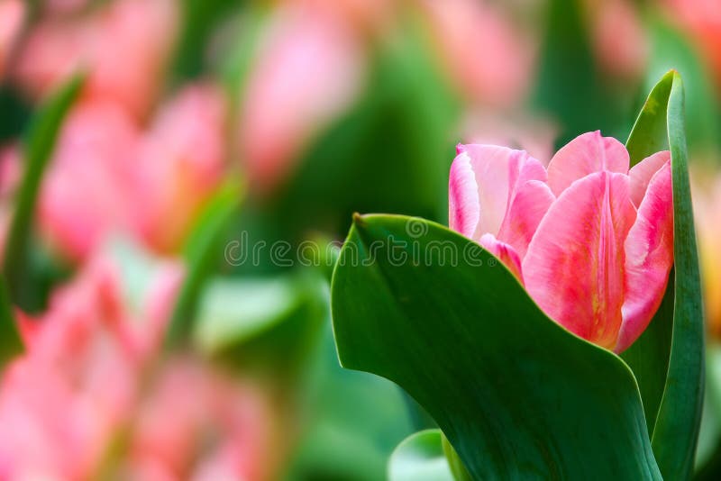 Tulipa cor-de-rosa bonita em um campo que esconde entre as folhas foto de stock royalty free Tulipa cor-de-rosa bonita em um campo que esconde entre as folhas foto de stock royalty free