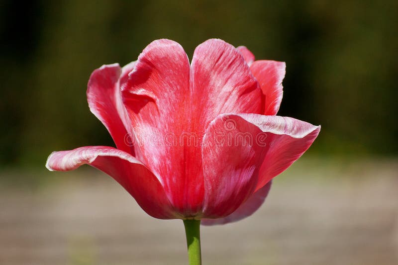 Tulipa cor-de-rosa brilhante fotografia de stock Tulipa cor-de-rosa brilhante fotografia de stock