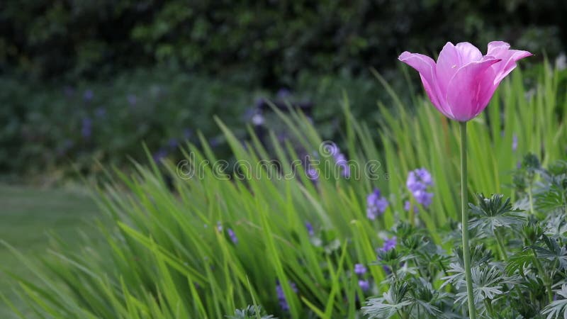 Tulipa cor-de-rosa na flor contra fundo de jardim verde