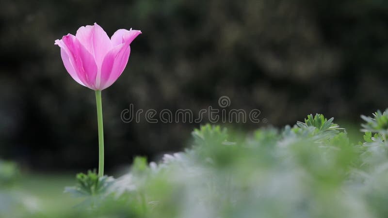 Tulipa cor-de-rosa na flor contra fundo de jardim verde