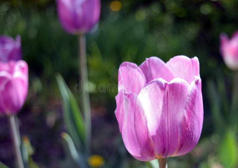 tulipa, flor, mola, rosa, natureza, flores, tulipas, jardim, roxo, verde, beleza, flor, flora, flor, vermelho, bonita, campo, fotografia de stock tulipa, flor, mola, rosa, natureza, flores, tulipas, jardim, roxo, verde, beleza, flor, flora, flor, vermelho, bonita, campo, fotografia de stock