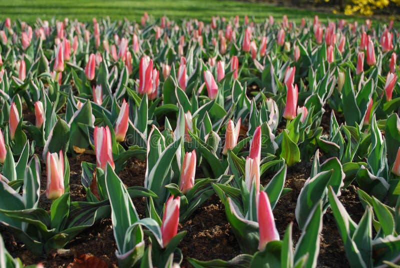 Tulipa Kaufmanniana Heartâ€™s Delight grown in the park.