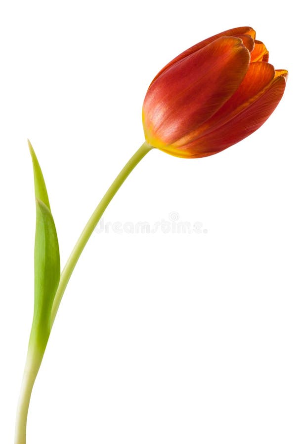 Tulipa natural da flor foto de stock. Imagem de entalhe - 68224722