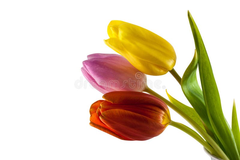 Tulipa natural da flor foto de stock. Imagem de entalhe - 68224722