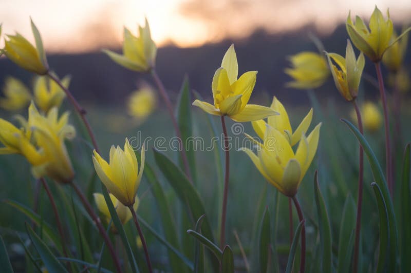 Tulipa scythica sylvestris. Yellow rare meadow flower tulip blossoms in april. Disappearing plants from Red book