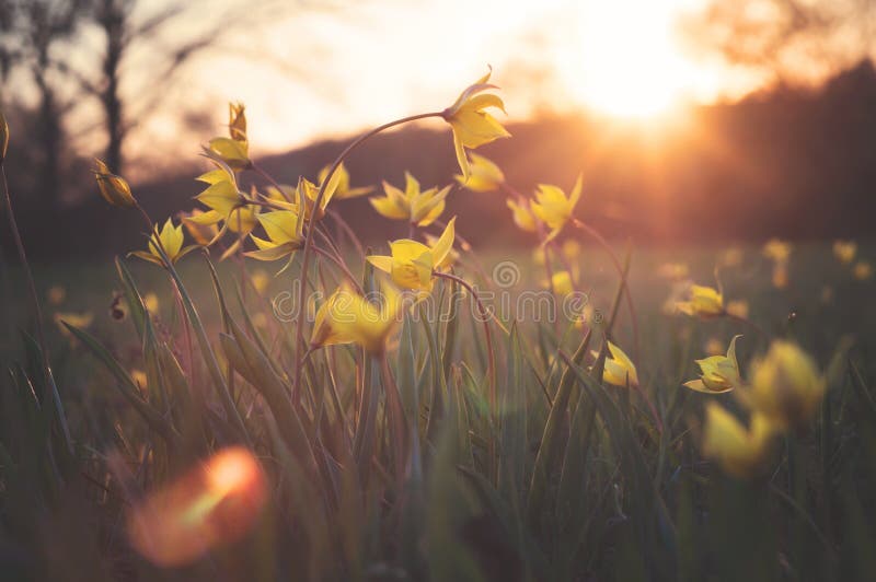 Tulipa scythica sylvestris. Yellow rare meadow flower tulip blossoms in april. Disappearing plants from Red book