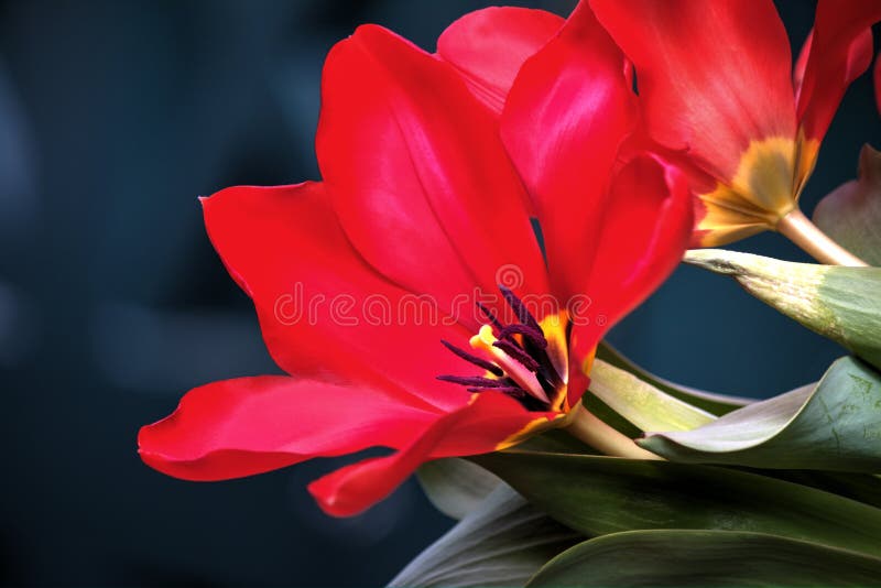 Tulipa vermelha aberta imagem de stock. Imagem de contenha - 52069211