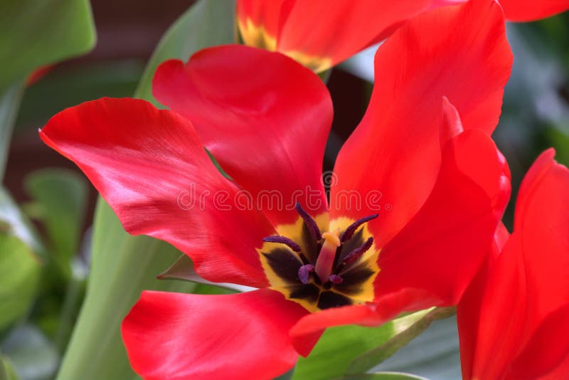 Tulipa vermelha aberta II imagem de stock. Imagem de hermafrodita - 52069095