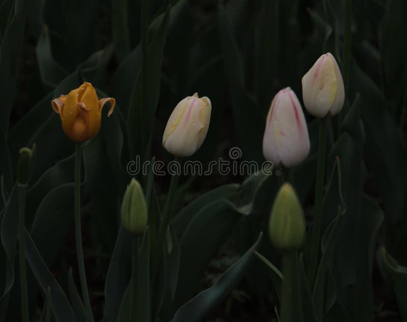 Tulipan zdjęcia stock