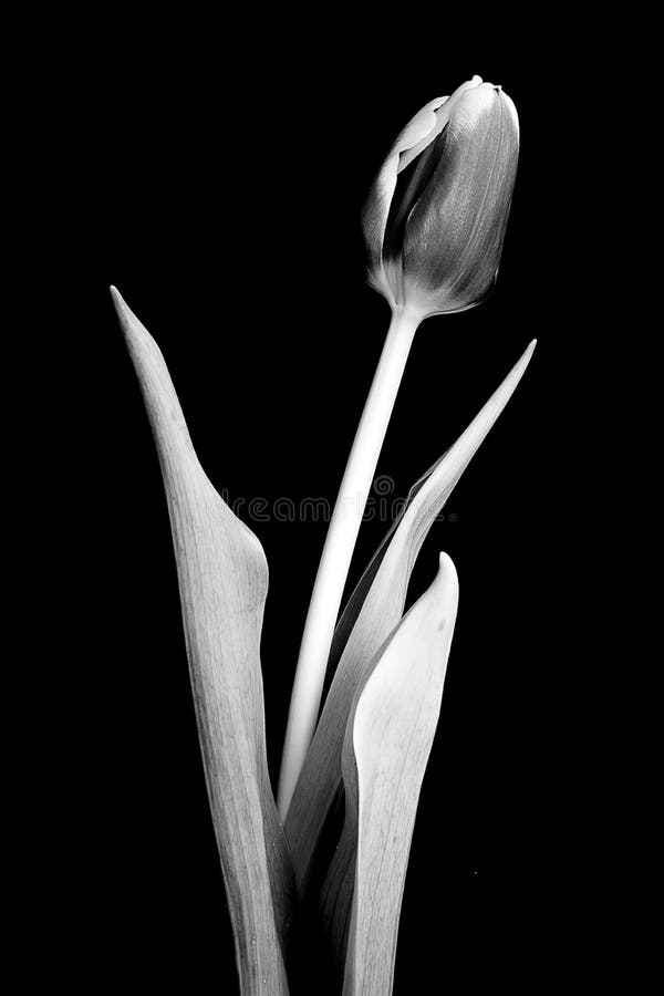 Tulipan w czarny i biały