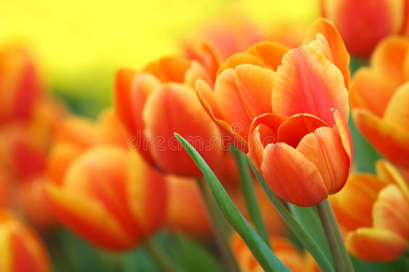 Tulipanes anaranjados en el jardín