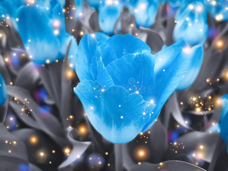 Tulipanes Azules Contra Fondo Gris. Foto de archivo - Imagen de resplandor,  flor: 204849926