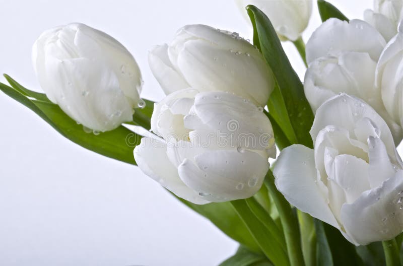 Tulipanes blancos fotografía de archivo Tulipanes blancos fotografía de archivo