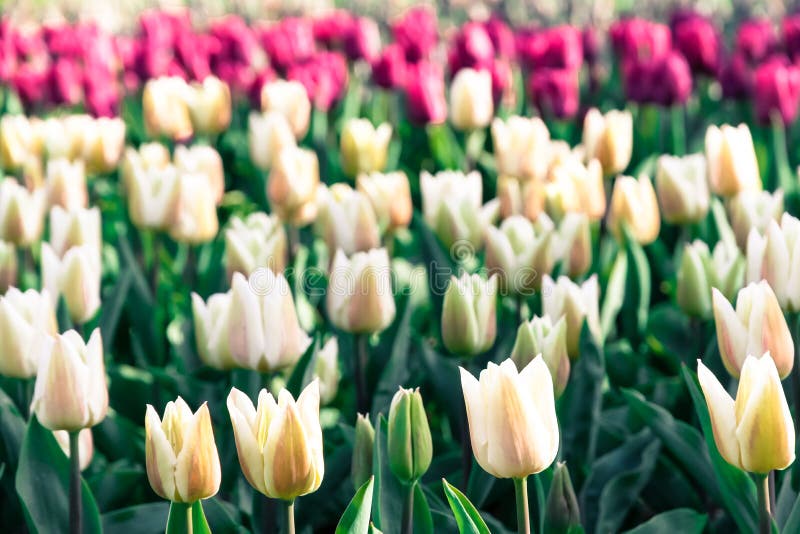 Tulipanes blancos de la primavera que florecen con el tallo verde en jardín en Amsterdam con la profundidad baja de la falta de d foto de archivo libre de regalías Tulipanes blancos de la primavera que florecen con el tallo verde en jardín en Amsterdam con la profundidad baja de la falta de d foto de archivo libre de regalías
