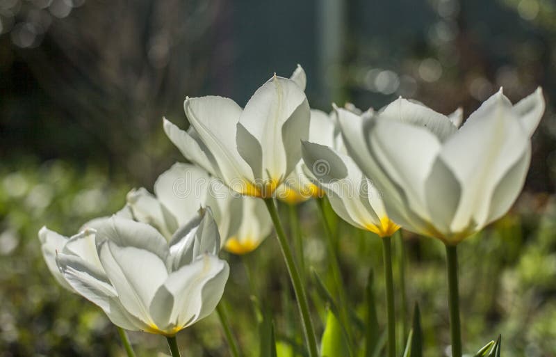 Tulipanes blancos en un día soleado, ligero y brillante fotografía de archivo Tulipanes blancos en un día soleado, ligero y brillante fotografía de archivo