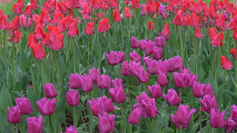 Tulipanes brillantes coloridos hermosos en grandes cantidades en el macizo de flores almacen de metraje de vídeo