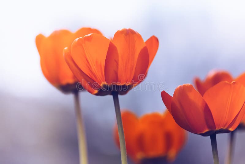 Tulipanes brillantes con el tono Resorte hermoso fotos de archivo libres de regalías Tulipanes brillantes con el tono Resorte hermoso fotos de archivo libres de regalías