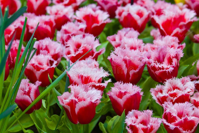 Tulipanes Coloridos. Flores Hermosas De La Primavera. Paisaje De La  Primavera Imagen de archivo - Imagen de fondo, hierba: 30759137