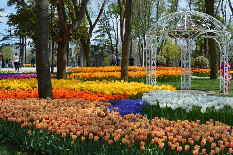 Tulipanes coloridos, más tulipanes de los colores en parque del jardín imagen de archivo libre de regalías Tulipanes coloridos, más tulipanes de los colores en parque del jardín imagen de archivo libre de regalías