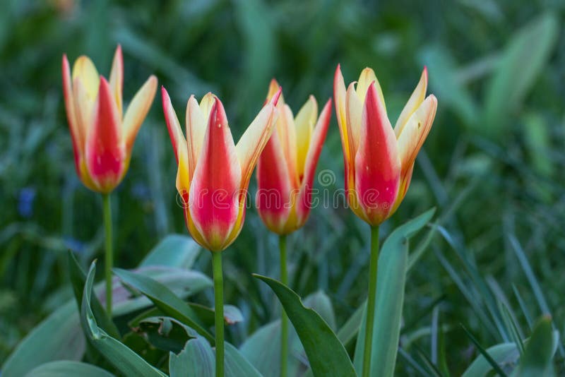 Tulipanes en el parque de Keukenhof imagenes de archivo Tulipanes en el parque de Keukenhof imagenes de archivo