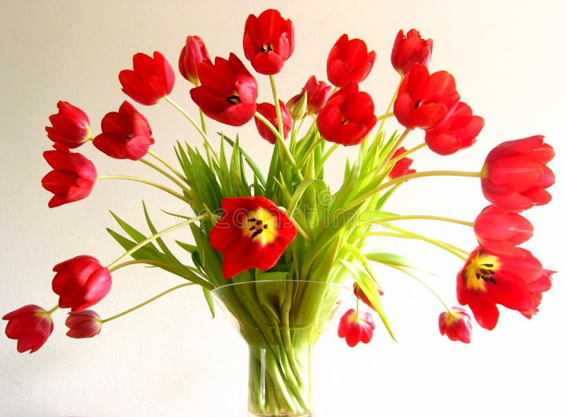 Tulipanes en un florero foto de archivo libre de regalías Tulipanes en un florero foto de archivo libre de regalías