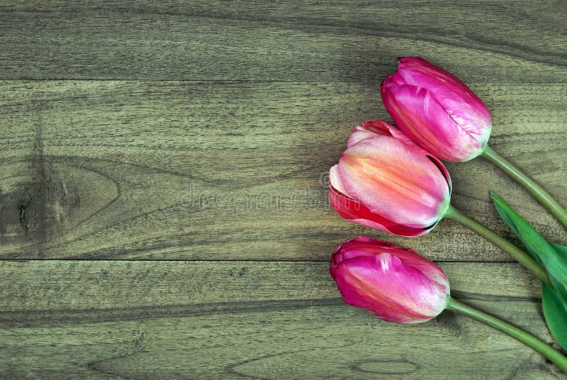 Tulipanes en una tabla de madera Visi?n superior Copie los espacios foto de archivo Tulipanes en una tabla de madera Visi?n superior Copie los espacios foto de archivo