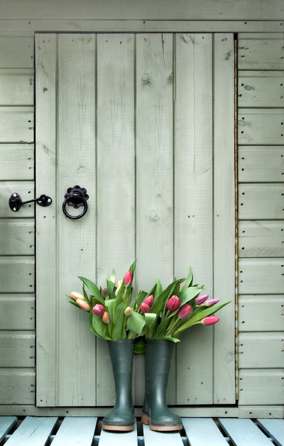 Tulips in boots outside garden shed. Tulips in boots outside garden shed