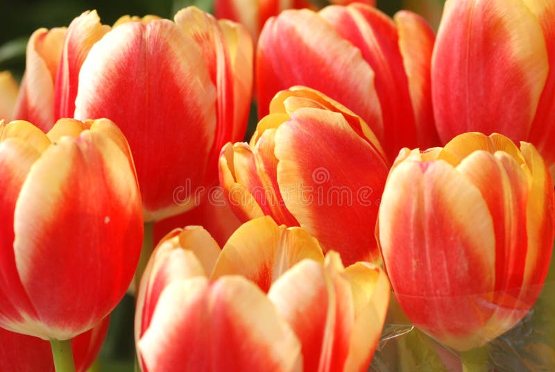 Tulipanes encantadores