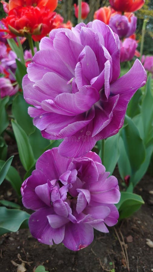 Tulipanes florecientes de la temporada de tulipanes en el jardín botánico de bucarest