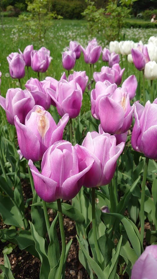 Tulipanes florecientes de la temporada de tulipanes en el jardín botánico de bucarest imagenes de archivo