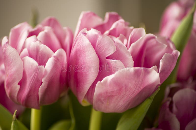 Tulipanes florecientes Hermosos tulipanes morados en primavera Flor de tulipán con fondo de hoja verde en el campo tulipán en imagen de archivo Tulipanes florecientes Hermosos tulipanes morados en primavera Flor de tulipán con fondo de hoja verde en el campo tulipán en imagen de archivo