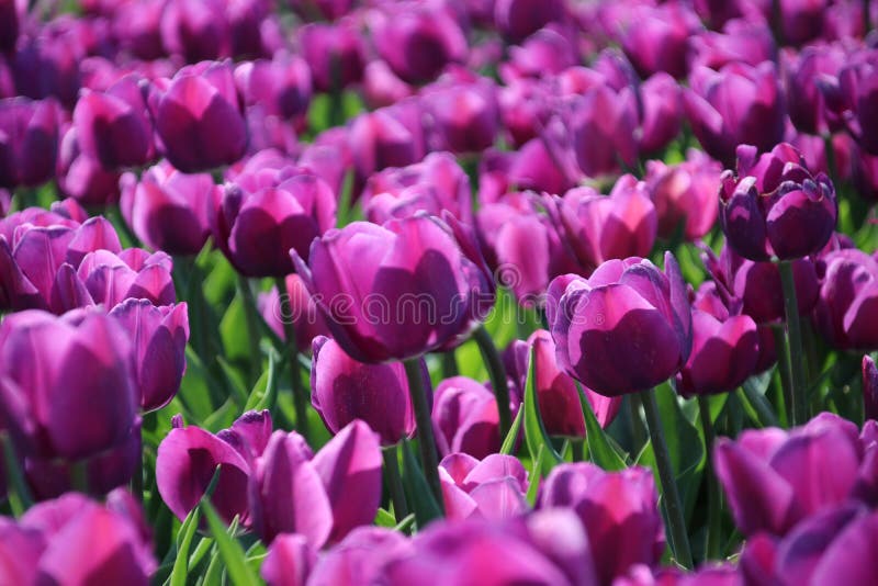 tulipanes púrpuras en luz del sol en filas en un campo de flor en Oude-pinzas fotografía de archivo tulipanes púrpuras en luz del sol en filas en un campo de flor en Oude-pinzas fotografía de archivo