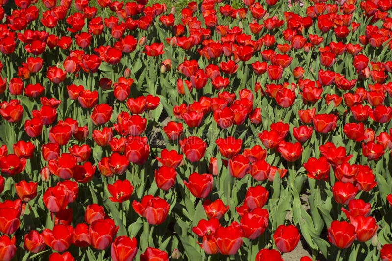 Tulipanes rojos imágenes de archivo libres de regalías Tulipanes rojos imágenes de archivo libres de regalías