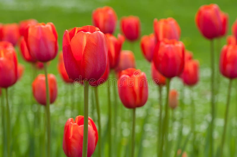 Tulipanes rojos fotos de archivo libres de regalías Tulipanes rojos fotos de archivo libres de regalías