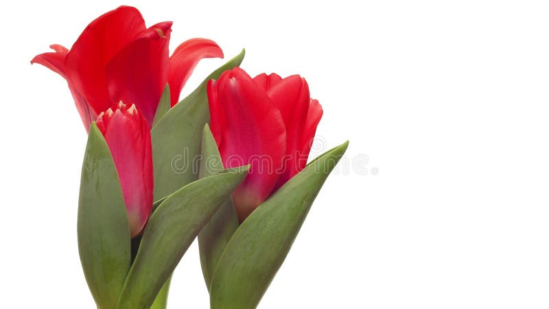 Tulipanes rojos de time lapse