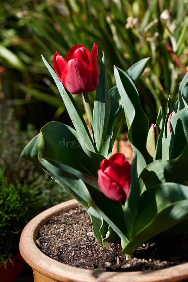 Tulipanes Rojos En Una Maceta De La Terracota Hacia Fuera En Un Jardín  Suburbano Imagen de archivo - Imagen de tulipanes, cubo: 128304303