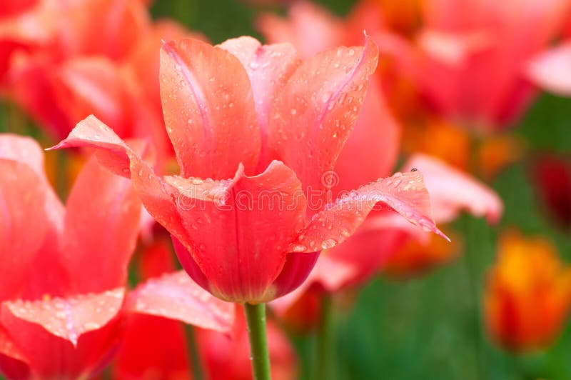 Tulipanes rojos florecientes en primavera después de una ducha de lluvia de restauración fotos de archivo Tulipanes rojos florecientes en primavera después de una ducha de lluvia de restauración fotos de archivo