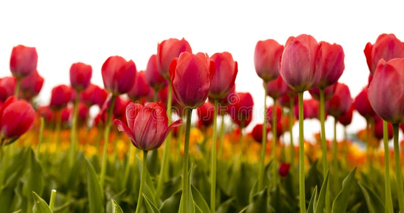 Tulipanes rojos hermosos en un fondo blanco imagenes de archivo Tulipanes rojos hermosos en un fondo blanco imagenes de archivo