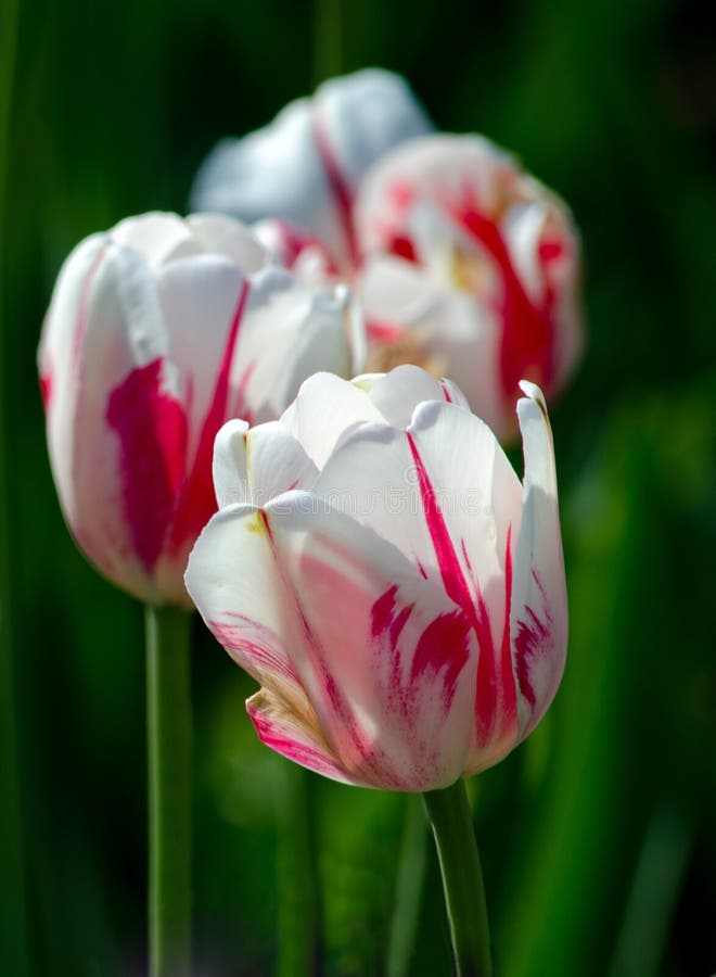 Tulipanes rojos y blancos en fila imagen de archivo libre de regalías Tulipanes rojos y blancos en fila imagen de archivo libre de regalías