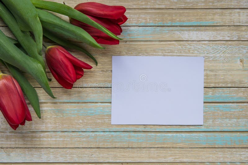 Tulipanes rojos y tarjeta vacía para su texto fotografía de archivo Tulipanes rojos y tarjeta vacía para su texto fotografía de archivo